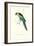 Barnard's Parakeet - Barnardius Zonarius Barnardi-Edward Lear-Framed Art Print