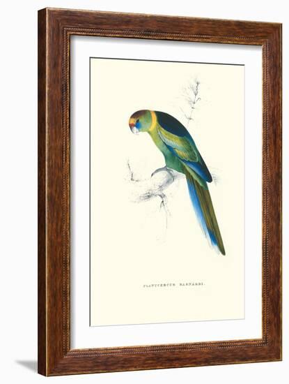 Barnard's Parakeet - Barnardius Zonarius Barnardi-Edward Lear-Framed Art Print