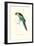 Barnard's Parakeet - Barnardius Zonarius Barnardi-Edward Lear-Framed Art Print