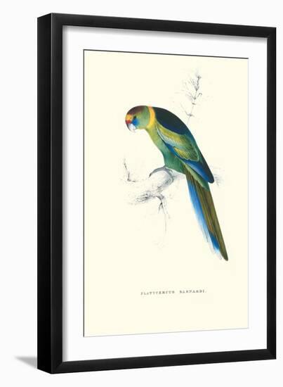 Barnard's Parakeet - Barnardius Zonarius Barnardi-Edward Lear-Framed Art Print