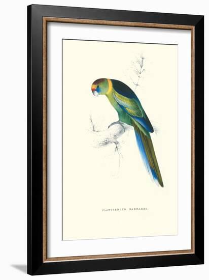 Barnard's Parakeet - Barnardius Zonarius Barnardi-Edward Lear-Framed Art Print