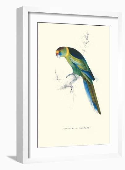 Barnard's Parakeet - Barnardius Zonarius Barnardi-Edward Lear-Framed Art Print