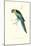 Barnard's Parakeet - Barnardius Zonarius Barnardi-Edward Lear-Mounted Art Print