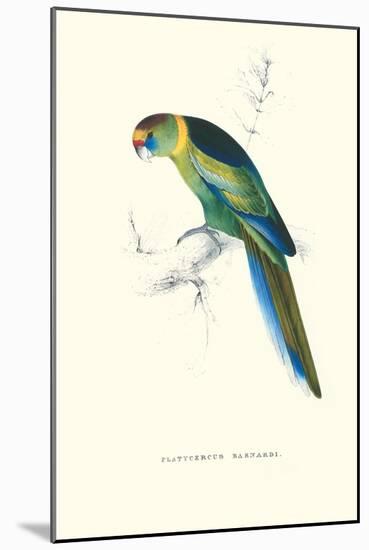 Barnard's Parakeet - Barnardius Zonarius Barnardi-Edward Lear-Mounted Art Print