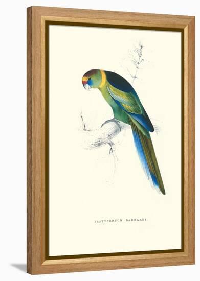 Barnard's Parakeet - Barnardius Zonarius Barnardi-Edward Lear-Framed Stretched Canvas