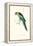 Barnard's Parakeet - Barnardius Zonarius Barnardi-Edward Lear-Framed Stretched Canvas