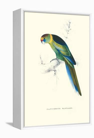 Barnard's Parakeet - Barnardius Zonarius Barnardi-Edward Lear-Framed Stretched Canvas