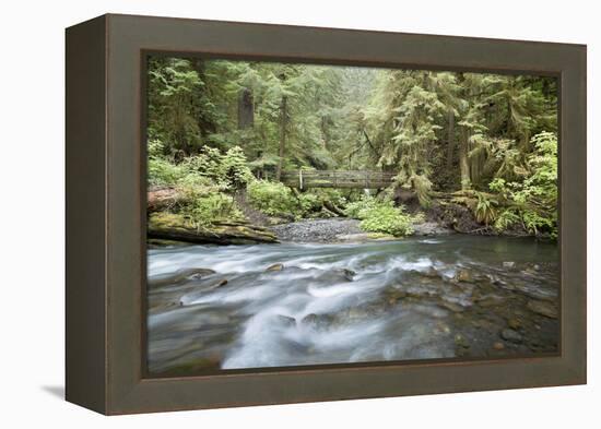 Barnes Creek Through Forest, Olympic National Park, Washington, USA-Jaynes Gallery-Framed Premier Image Canvas