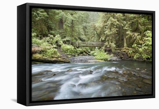 Barnes Creek Through Forest, Olympic National Park, Washington, USA-Jaynes Gallery-Framed Premier Image Canvas