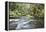 Barnes Creek Through Forest, Olympic National Park, Washington, USA-Jaynes Gallery-Framed Premier Image Canvas