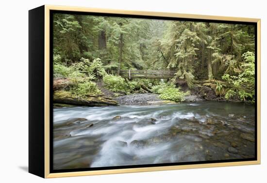 Barnes Creek Through Forest, Olympic National Park, Washington, USA-Jaynes Gallery-Framed Premier Image Canvas