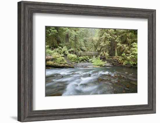 Barnes Creek Through Forest, Olympic National Park, Washington, USA-Jaynes Gallery-Framed Photographic Print