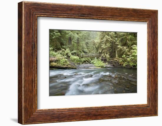 Barnes Creek Through Forest, Olympic National Park, Washington, USA-Jaynes Gallery-Framed Photographic Print