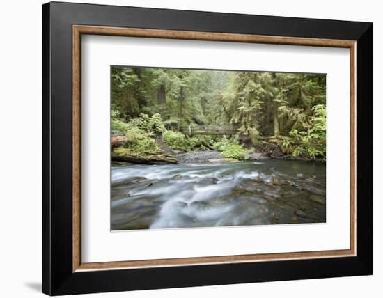 Barnes Creek Through Forest, Olympic National Park, Washington, USA-Jaynes Gallery-Framed Photographic Print