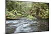 Barnes Creek Through Forest, Olympic National Park, Washington, USA-Jaynes Gallery-Mounted Photographic Print