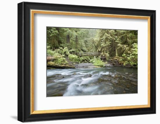 Barnes Creek Through Forest, Olympic National Park, Washington, USA-Jaynes Gallery-Framed Photographic Print