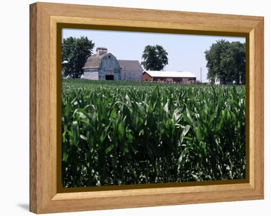 Barns on Farm, Hudson, Illinois, Midwest, USA-Ken Gillham-Framed Premier Image Canvas