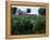 Barns on Farm, Hudson, Illinois, Midwest, USA-Ken Gillham-Framed Premier Image Canvas