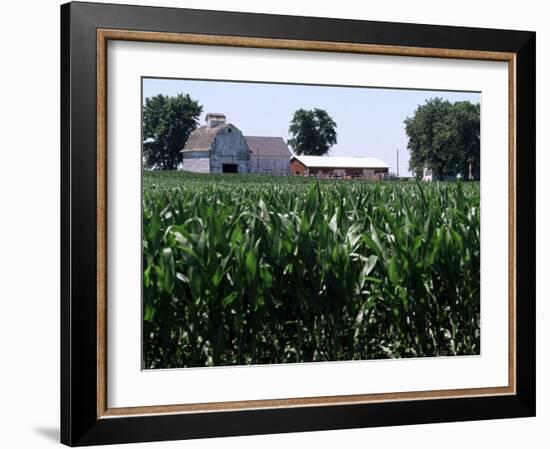 Barns on Farm, Hudson, Illinois, Midwest, USA-Ken Gillham-Framed Photographic Print