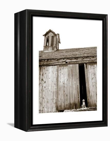 Barnyard Dog-Jim Dratfield-Framed Stretched Canvas