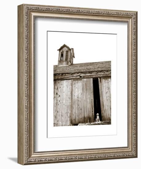 Barnyard Dog-Jim Dratfield-Framed Art Print