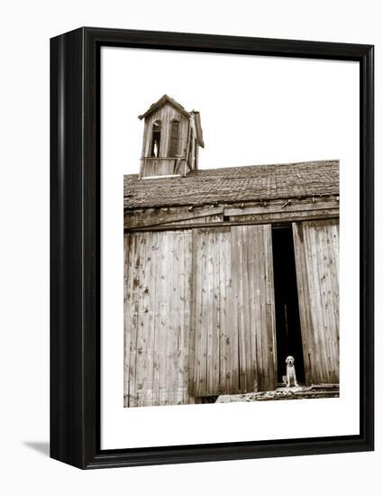 Barnyard Dog-Jim Dratfield-Framed Stretched Canvas