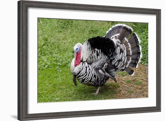 Barnyard Tom Turkey, Farmers' Museum, Cooperstown, New York, USA-Cindy Miller Hopkins-Framed Photographic Print