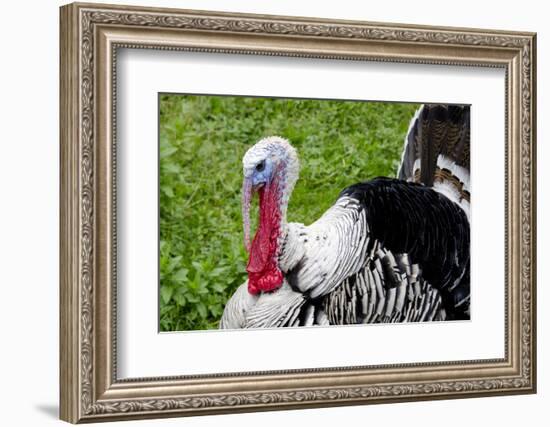 Barnyard Tom Turkey, Farmers' Museum, Cooperstown, New York, USA-Cindy Miller Hopkins-Framed Photographic Print