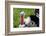 Barnyard Tom Turkey, Farmers' Museum, Cooperstown, New York, USA-Cindy Miller Hopkins-Framed Photographic Print