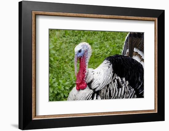 Barnyard Tom Turkey, Farmers' Museum, Cooperstown, New York, USA-Cindy Miller Hopkins-Framed Photographic Print