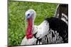 Barnyard Tom Turkey, Farmers' Museum, Cooperstown, New York, USA-Cindy Miller Hopkins-Mounted Photographic Print
