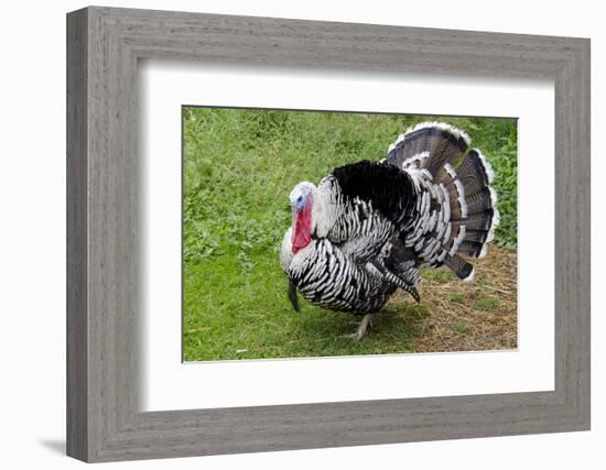 Barnyard Tom Turkey, Farmers' Museum, Cooperstown, New York, USA-Cindy Miller Hopkins-Framed Photographic Print