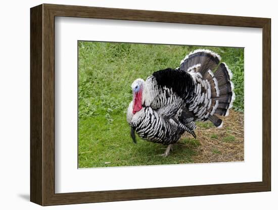 Barnyard Tom Turkey, Farmers' Museum, Cooperstown, New York, USA-Cindy Miller Hopkins-Framed Photographic Print