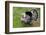 Barnyard Tom Turkey, Farmers' Museum, Cooperstown, New York, USA-Cindy Miller Hopkins-Framed Photographic Print