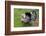 Barnyard Tom Turkey, Farmers' Museum, Cooperstown, New York, USA-Cindy Miller Hopkins-Framed Photographic Print