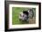 Barnyard Tom Turkey, Farmers' Museum, Cooperstown, New York, USA-Cindy Miller Hopkins-Framed Photographic Print