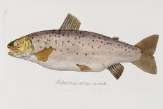 Hand Colored Enraving of a Salmon, 1785-1794-Baron Carl Von Meidinger-Mounted Giclee Print