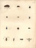 Beetles and Wasps-Baron Friedrich von Humboldt-Mounted Giclee Print