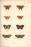 Lepidoptera-Baron Friedrich von Humboldt-Giclee Print