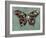 Baroque Buttrerfly-Aimee Wilson-Framed Art Print