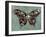 Baroque Buttrerfly-Aimee Wilson-Framed Art Print