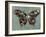 Baroque Buttrerfly-Aimee Wilson-Framed Art Print