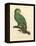 Barraband Parrot No. 110-Jacques Barraband-Framed Stretched Canvas