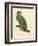 Barraband Parrot No. 110-Jacques Barraband-Framed Art Print