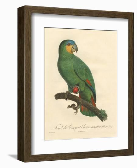 Barraband Parrot No. 110-Jacques Barraband-Framed Art Print