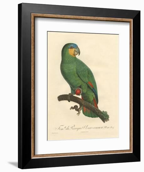 Barraband Parrot No. 110-Jacques Barraband-Framed Art Print