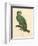 Barraband Parrot No. 110-Jacques Barraband-Framed Art Print