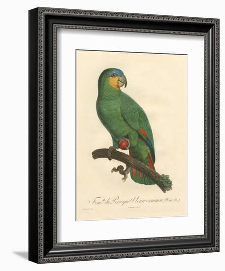 Barraband Parrot No. 110-Jacques Barraband-Framed Art Print