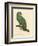 Barraband Parrot No. 110-Jacques Barraband-Framed Art Print