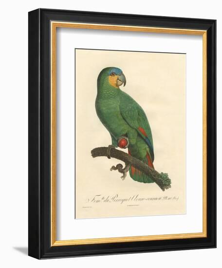 Barraband Parrot No. 110-Jacques Barraband-Framed Art Print